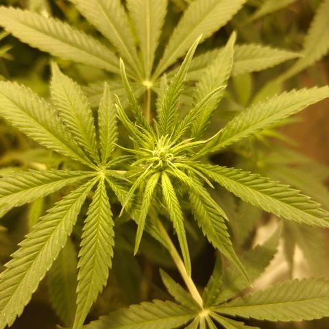 Gelato Samba < LST&HST(topping) >|< Photoperiod. Bulk seeds >| growlog timeline photo