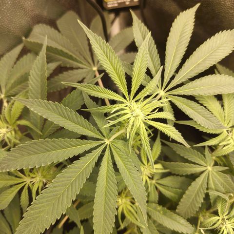 Gelato Samba < LST&HST(topping) >|< Photoperiod. Bulk seeds >| growlog timeline photo