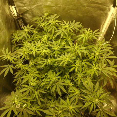 Gelato Samba < LST&HST(topping) >|< Photoperiod. Bulk seeds >| growlog timeline photo