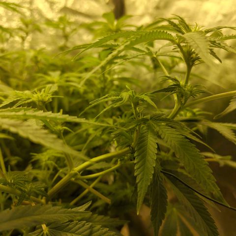 Gelato Samba < LST&HST(topping) >|< Photoperiod. Bulk seeds >| growlog timeline photo