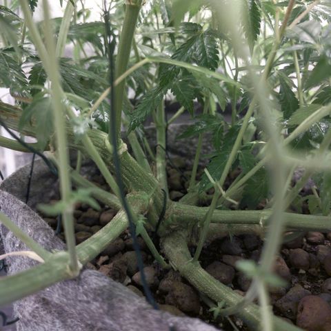 Gelato Samba < LST&HST(topping) >|< Photoperiod. Bulk seeds >| growlog timeline photo