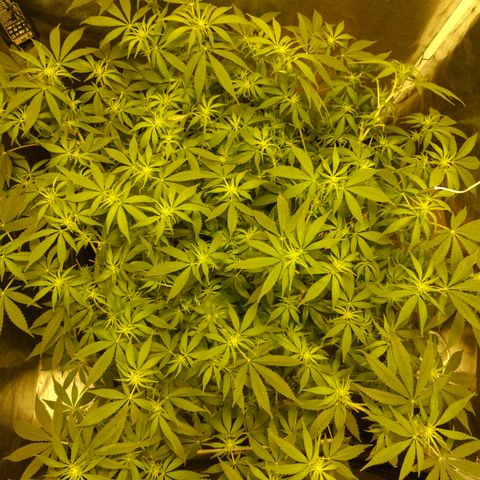 Gelato Samba < LST&HST(topping) >|< Photoperiod. Bulk seeds >| growlog timeline photo