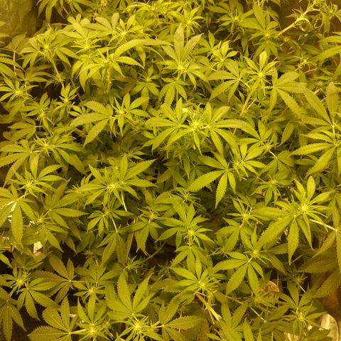 Gelato Samba < LST&HST(topping) >|< Photoperiod. Bulk seeds >| growlog timeline photo