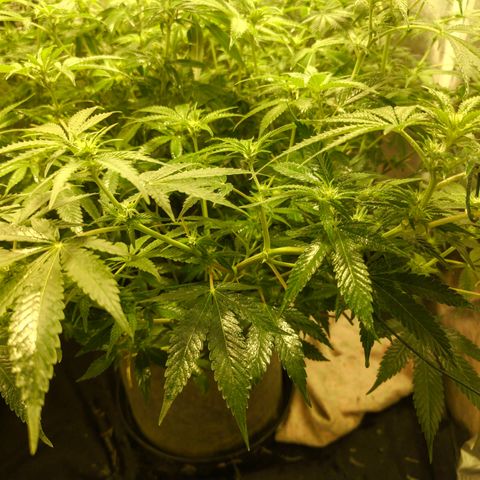 Gelato Samba < LST&HST(topping) >|< Photoperiod. Bulk seeds >| growlog timeline photo