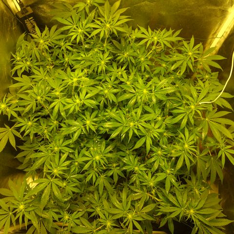 Gelato Samba < LST&HST(topping) >|< Photoperiod. Bulk seeds >| growlog timeline photo