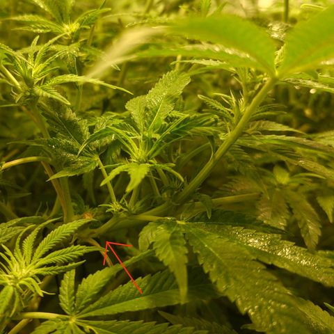 Gelato Samba < LST&HST(topping) >|< Photoperiod. Bulk seeds >| growlog timeline photo