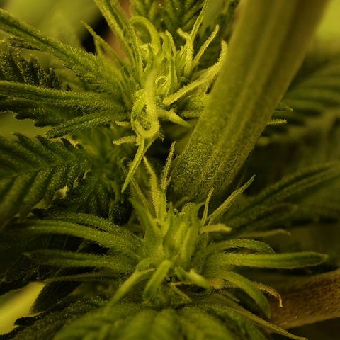 Gelato Samba < LST&HST(topping) >|< Photoperiod. Bulk seeds >| growlog timeline photo