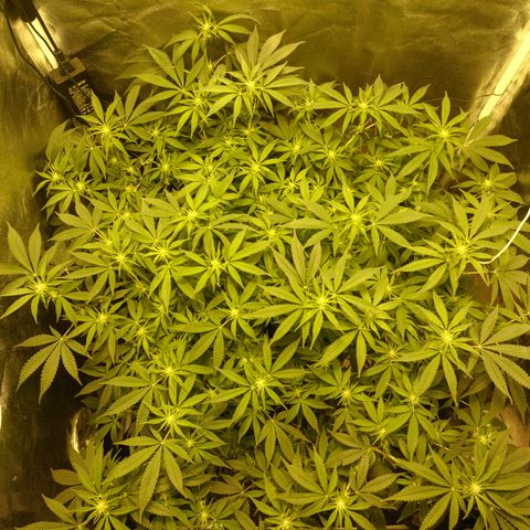 Gelato Samba < LST&HST(topping) >|< Photoperiod. Bulk seeds >| growlog timeline photo