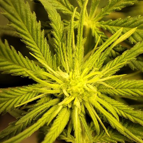 Gelato Samba < LST&HST(topping) >|< Photoperiod. Bulk seeds >| growlog timeline photo