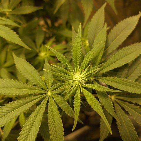 Gelato Samba < LST&HST(topping) >|< Photoperiod. Bulk seeds >| growlog timeline photo