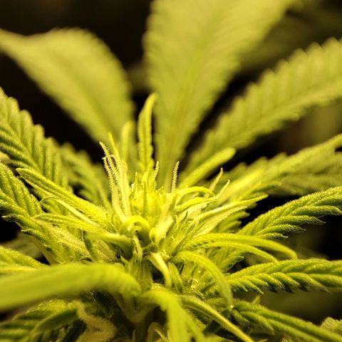 Gelato Samba < LST&HST(topping) >|< Photoperiod. Bulk seeds >| growlog timeline photo