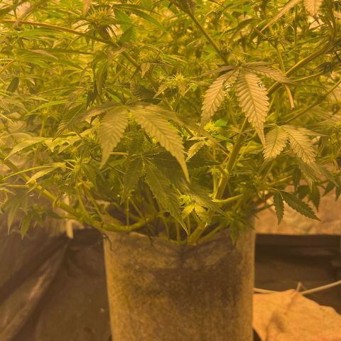 Gelato Samba < LST&HST(topping) >|< Photoperiod. Bulk seeds >| growlog timeline photo