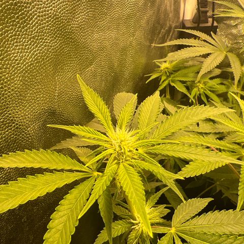 Gelato Samba < LST&HST(topping) >|< Photoperiod. Bulk seeds >| growlog timeline photo