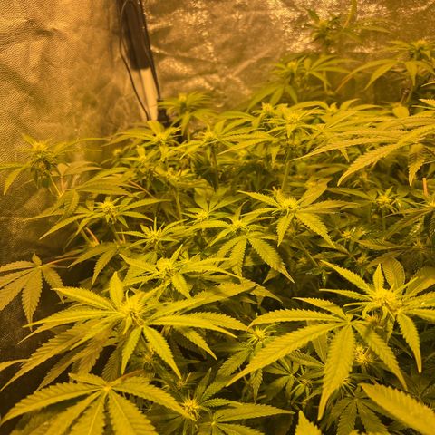 Gelato Samba < LST&HST(topping) >|< Photoperiod. Bulk seeds >| growlog timeline photo