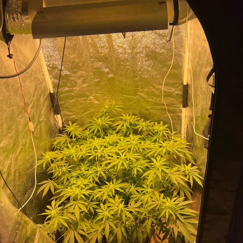 Gelato Samba < LST&HST(topping) >|< Photoperiod. Bulk seeds >| growlog timeline photo