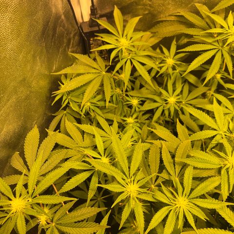 Gelato Samba < LST&HST(topping) >|< Photoperiod. Bulk seeds >| growlog timeline photo