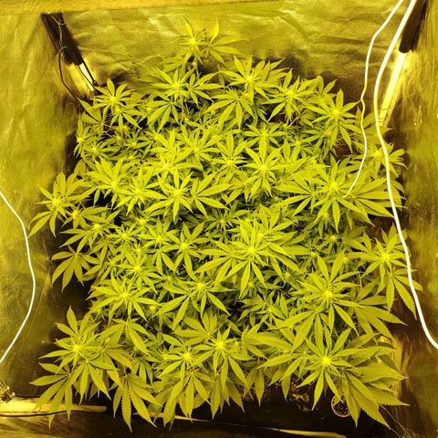 Gelato Samba < LST&HST(topping) >|< Photoperiod. Bulk seeds >| growlog timeline photo