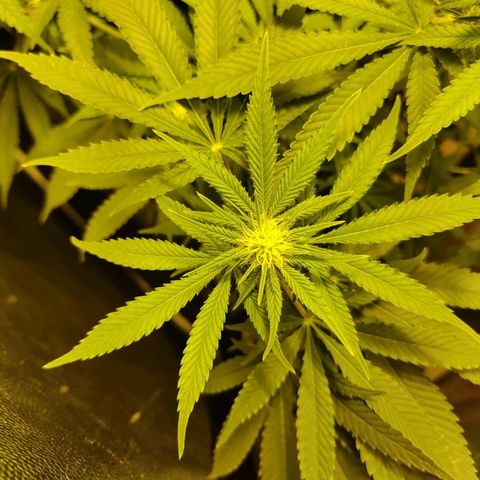 Gelato Samba < LST&HST(topping) >|< Photoperiod. Bulk seeds >| growlog timeline photo