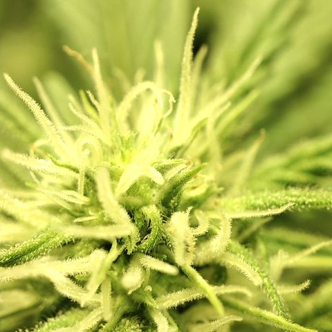 Gelato Samba < LST&HST(topping) >|< Photoperiod. Bulk seeds >| growlog timeline photo