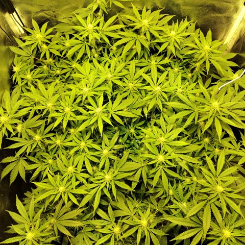 Gelato Samba < LST&HST(topping) >|< Photoperiod. Bulk seeds >| growlog timeline photo