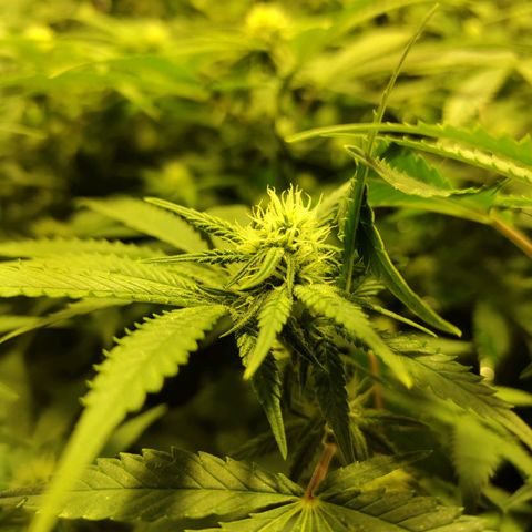 Gelato Samba < LST&HST(topping) >|< Photoperiod. Bulk seeds >| growlog timeline photo