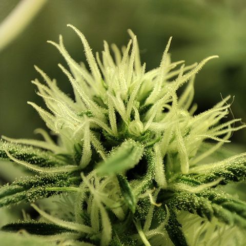 Gelato Samba < LST&HST(topping) >|< Photoperiod. Bulk seeds >| growlog timeline photo