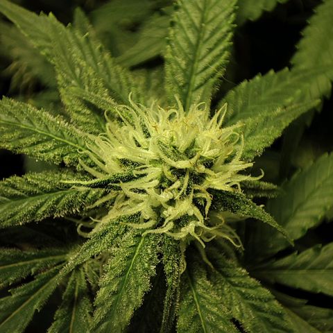 Gelato Samba < LST&HST(topping) >|< Photoperiod. Bulk seeds >| growlog timeline photo