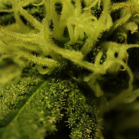 Gelato Samba < LST&HST(topping) >|< Photoperiod. Bulk seeds >| growlog timeline photo