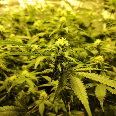 Gelato Samba < LST&HST(topping) >|< Photoperiod. Bulk seeds >| growlog timeline photo