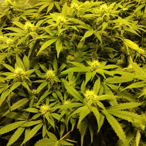 Gelato Samba < LST&HST(topping) >|< Photoperiod. Bulk seeds >| growlog timeline photo