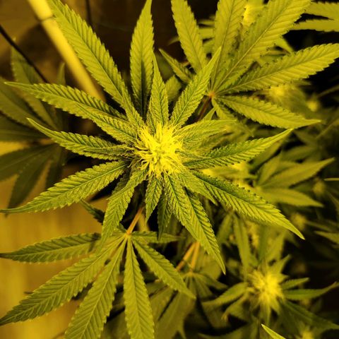 Gelato Samba < LST&HST(topping) >|< Photoperiod. Bulk seeds >| growlog timeline photo