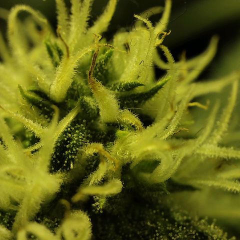 Gelato Samba < LST&HST(topping) >|< Photoperiod. Bulk seeds >| growlog timeline photo