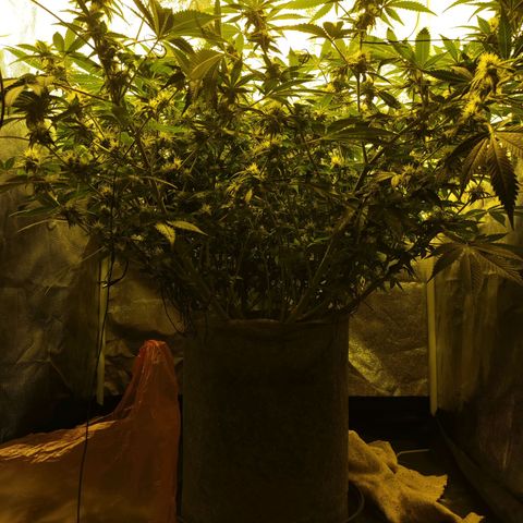 Gelato Samba < LST&HST(topping) >|< Photoperiod. Bulk seeds >| growlog timeline photo
