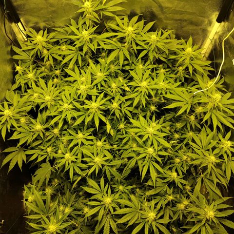 Gelato Samba < LST&HST(topping) >|< Photoperiod. Bulk seeds >| growlog timeline photo