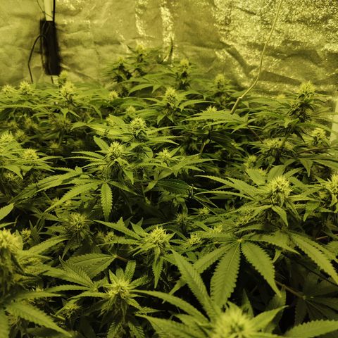 Gelato Samba < LST&HST(topping) >|< Photoperiod. Bulk seeds >| growlog timeline photo
