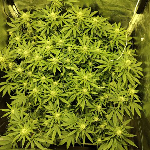 Gelato Samba < LST&HST(topping) >|< Photoperiod. Bulk seeds >| growlog timeline photo