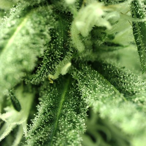 Gelato Samba < LST&HST(topping) >|< Photoperiod. Bulk seeds >| growlog timeline photo