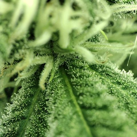 Gelato Samba < LST&HST(topping) >|< Photoperiod. Bulk seeds >| growlog timeline photo
