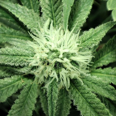 Gelato Samba < LST&HST(topping) >|< Photoperiod. Bulk seeds >| growlog timeline photo