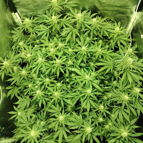 Gelato Samba < LST&HST(topping) >|< Photoperiod. Bulk seeds >| growlog timeline photo