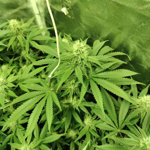 Gelato Samba < LST&HST(topping) >|< Photoperiod. Bulk seeds >| growlog timeline photo