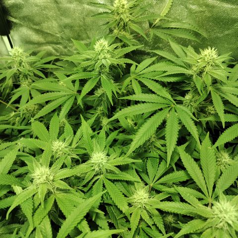 Gelato Samba < LST&HST(topping) >|< Photoperiod. Bulk seeds >| growlog timeline photo