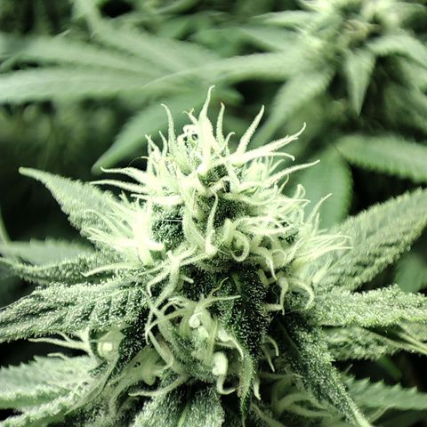 Gelato Samba < LST&HST(topping) >|< Photoperiod. Bulk seeds >| growlog timeline photo