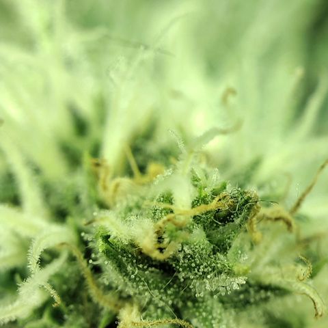 Gelato Samba < LST&HST(topping) >|< Photoperiod. Bulk seeds >| growlog timeline photo