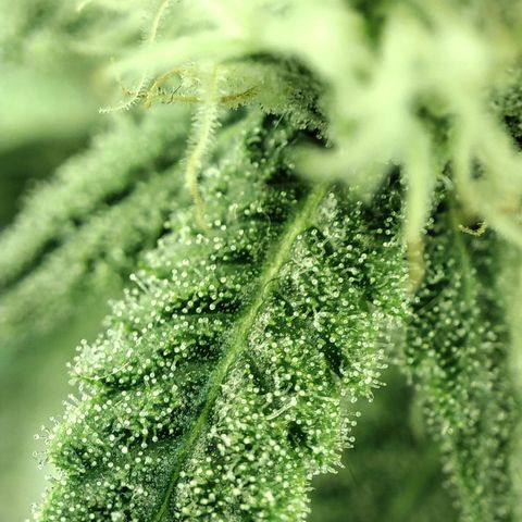 Gelato Samba < LST&HST(topping) >|< Photoperiod. Bulk seeds >| growlog timeline photo
