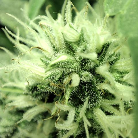 Gelato Samba < LST&HST(topping) >|< Photoperiod. Bulk seeds >| growlog timeline photo