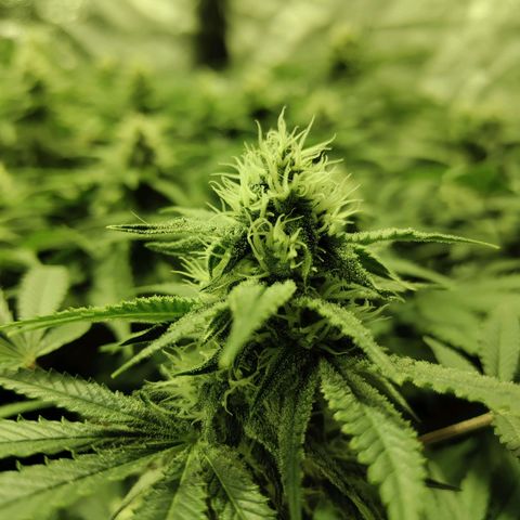 Gelato Samba < LST&HST(topping) >|< Photoperiod. Bulk seeds >| growlog timeline photo