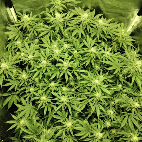 Gelato Samba < LST&HST(topping) >|< Photoperiod. Bulk seeds >| growlog timeline photo