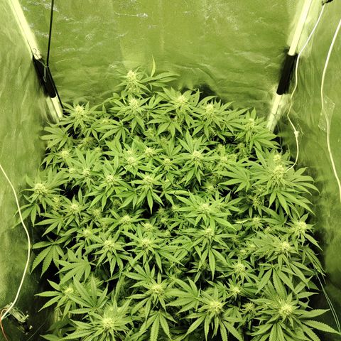 Gelato Samba < LST&HST(topping) >|< Photoperiod. Bulk seeds >| growlog timeline photo
