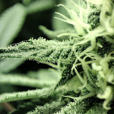 Gelato Samba < LST&HST(topping) >|< Photoperiod. Bulk seeds >| growlog timeline photo